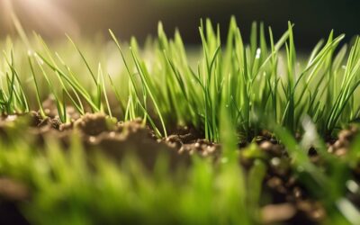 Jak długo trzeba czekać, aż kiełkująca trawa wyrośnie?