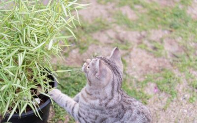 Czy wrzos może zaszkodzić Twojemu kotu?
