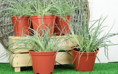 Jak chronić trawy ozdobne w donicach przed zimowym chłodem?