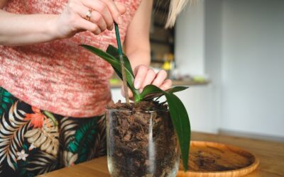 Jak rozmnożyć jukę w domowych warunkach?