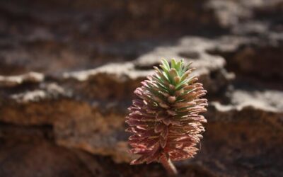Jaką ziemię wybrać dla juki domowej?