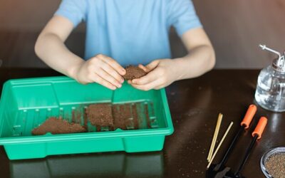 Jakie podłoże sprawia, że juki rosną jak szalone?