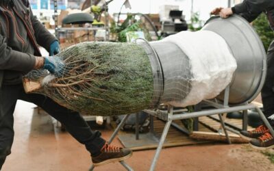 Sadzenie rozpleniczy japońskiej – jak zrobić to poprawnie?