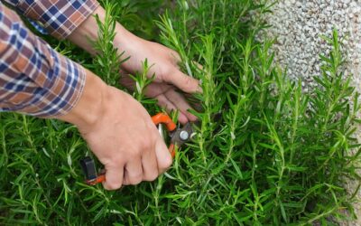 Jak siać trawę ręcznie i uzyskać piękny trawnik?