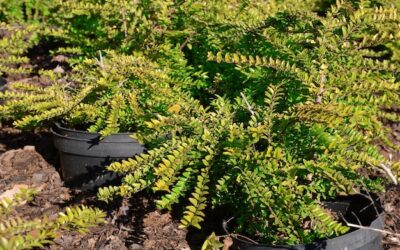 Jakie krzewy doskonale poradzą sobie na gliniastej glebie?