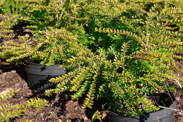 Jakie krzewy doskonale poradzą sobie na gliniastej glebie?