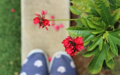 Jakie kwiaty najlepiej sprawdzą się w zacienionych miejscach ogrodu?