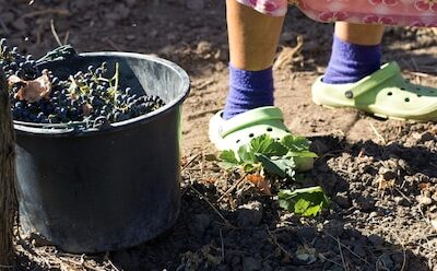 Jakie nawozy sprawdzą się najlepiej do odżywiania juki ogrodowej?