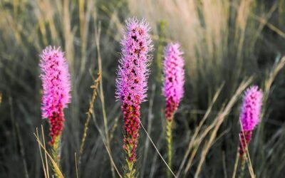 Kiedy rozplenica Hameln zachwyca swoim kwitnieniem?