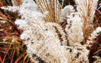 Kiedy trawa pampasowa zakwita po posadzeniu?