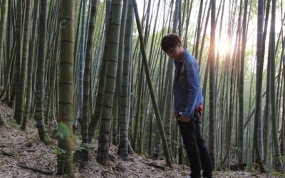 Czy bambus to naprawdę drzewo, czy tylko wysoka trawa?