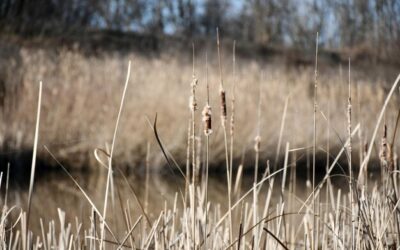 Czy miskant olbrzymi jest rośliną ekspansywną w ogrodzie?