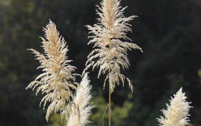 Jak prawidłowo posadzić trawę pampasową w ogrodzie?