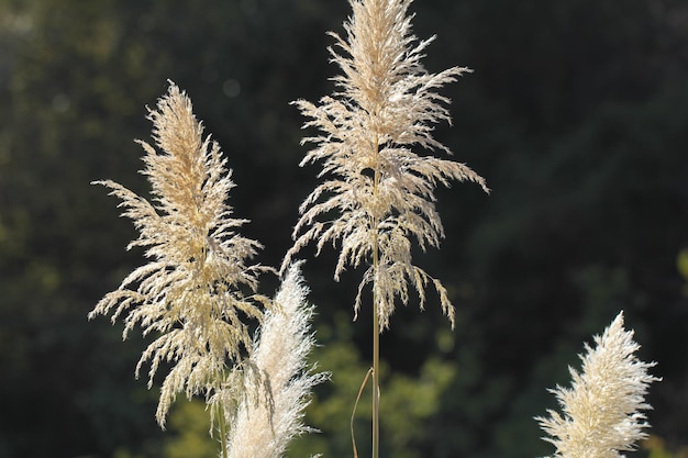 Jak prawidłowo posadzić trawę pampasową w ogrodzie?