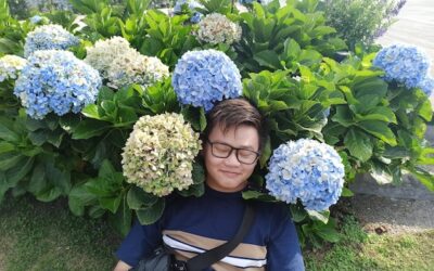 Jak rozplanować sadzenie hortensji w ogrodzie?