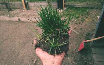 Jak rozplanować sadzenie miskanta olbrzymiego w ogrodzie?