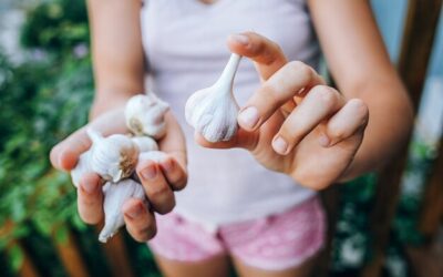 Jak rozpoznać, że czosnek dojrzał i jest gotowy do zbioru?