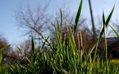 Jak zaplanować sadzenie miskanta zebrinus w ogrodzie?