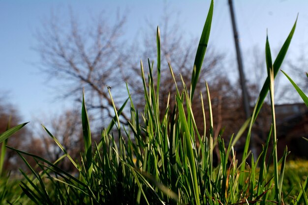 Jak zaplanować sadzenie miskanta zebrinus w ogrodzie?