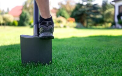 Jaką trawę wybrać na trawnik, by cieszył oko przez cały sezon?