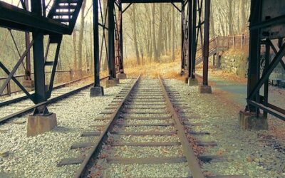 Jaki jest idealny moment na przesadzanie trawy ozdobnej?