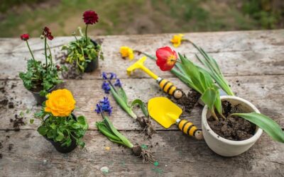 Jakie krzaczki najlepiej sprawdzą się w Twoim ogrodzie?