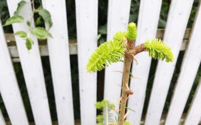Jakie krzewy posadzić wokół altanki, by stworzyć urokliwy zakątek?