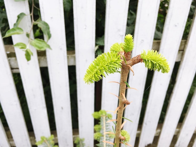 Jakie krzewy posadzić wokół altanki, by stworzyć urokliwy zakątek?