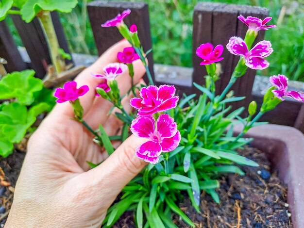 Jakie kwiaty ogrodowe najlepiej rosną w cieniu?
