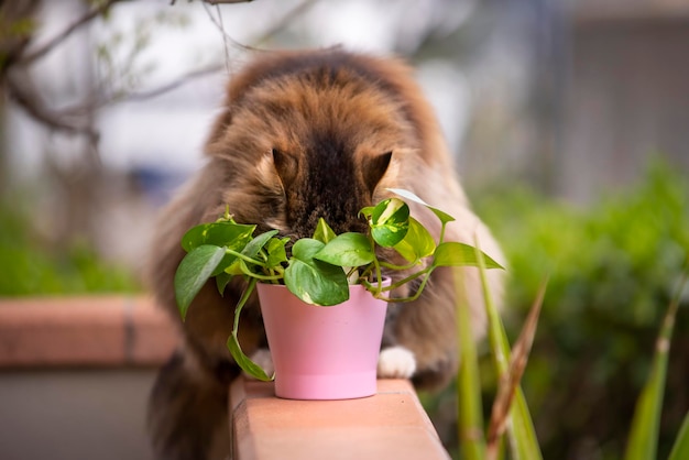 Jakie rośliny są bezpieczne przy kocie w domu?