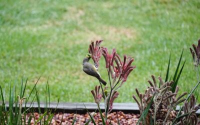 Jakie rośliny sprawdzą się najlepiej w gazonach?
