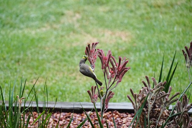 Jakie rośliny sprawdzą się najlepiej w gazonach?