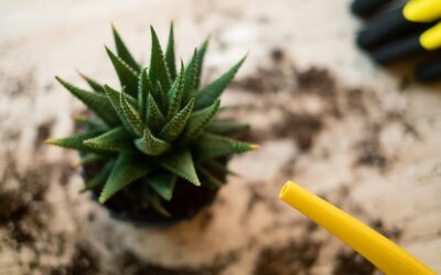 Kiedy najlepiej sadzić trytomę w ogrodzie?