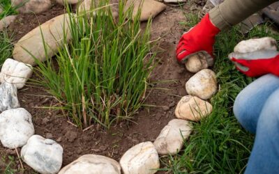 Tajniki rozmnażania traw ozdobnych w przydomowym ogrodzie
