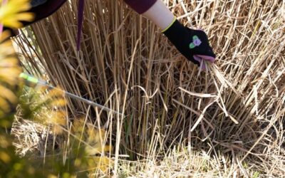 Jak nie przegapić idealnego momentu na obcięcie traw pampasowych?