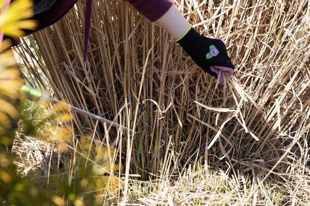 Jak nie przegapić idealnego momentu na obcięcie traw pampasowych?