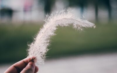 Jak szybko rośnie biała trawa pampasowa w ogrodzie?