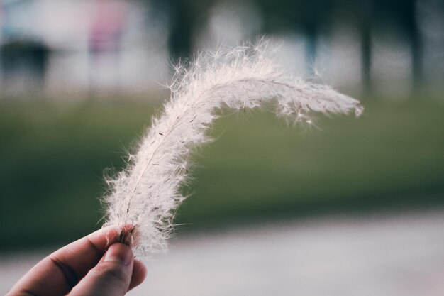 Jak szybko rośnie biała trawa pampasowa w ogrodzie?