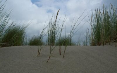 Jak szybko wschodzi trawa po użyciu nawozu Substral?