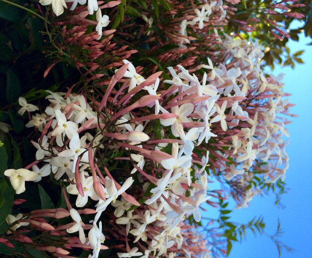Jak wygląda kwiat juki - egzotyczna ozdoba ogrodu