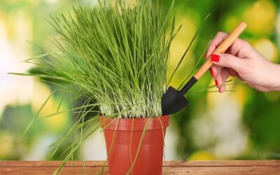 Jaki jest optymalny moment na sadzenie traw ozdobnych w doniczce?