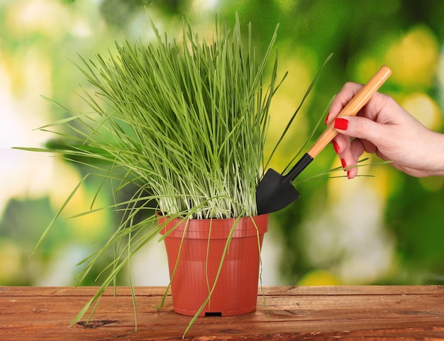 Jaki jest optymalny moment na sadzenie traw ozdobnych w doniczce?