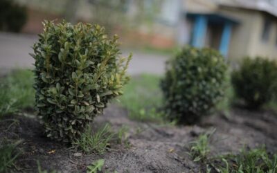 Jakie krzewy najlepiej sprawdzą się na Twojej działce?