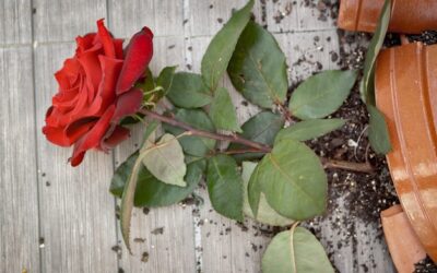 Jakie kwiaty i krzewy będą idealnym towarzystwem dla róż w ogrodzie?