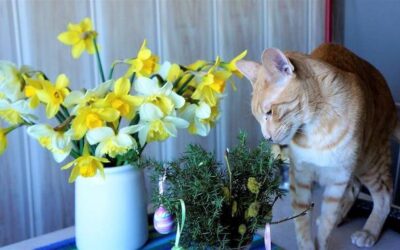 Jakie kwiaty skutecznie odstraszają koty z ogrodu?