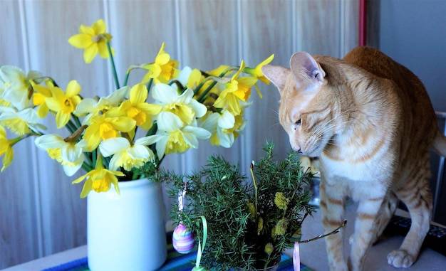 Jakie kwiaty skutecznie odstraszają koty z ogrodu?