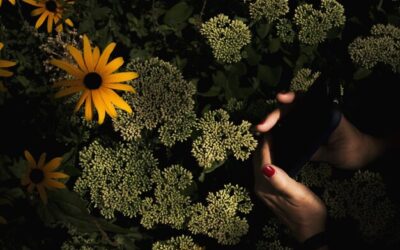 Jakie kwiaty wybierać do zacienionego ogrodu?