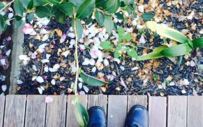 Jakie podłoże wybrać dla juki ogrodowej, aby pięknie rosła?