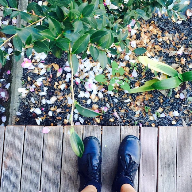 Jakie podłoże wybrać dla juki ogrodowej, aby pięknie rosła?