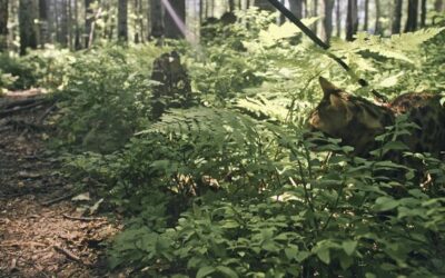 Jakie rośliny najlepiej sprawdzą się na działce leśnej?